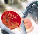bacteriology是什么意思
