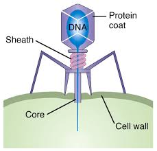 bacteriophage是什么意思