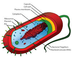 bacterium是什么意思