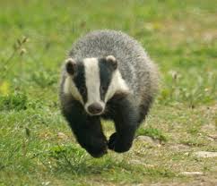 badger是什么意思