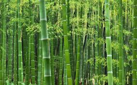 bamboo是什么意思