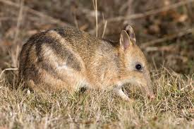 bandicoot是什么意思