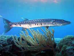 barracuda是什么意思