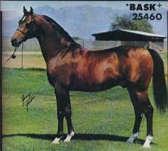bask是什么意思