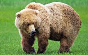bear是什么意思