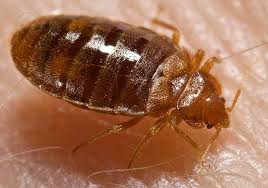 bedbug是什么意思