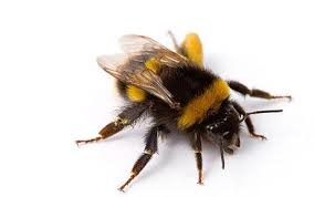 bee是什么意思