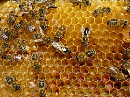 beehive是什么意思
