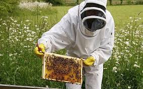beekeeper是什么意思