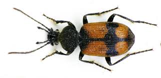 beetle是什么意思