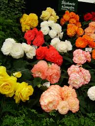 begonia是什么意思