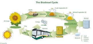 biodiesel是什么意思