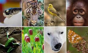 biodiversity是什么意思
