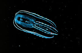 bioluminescence是什么意思