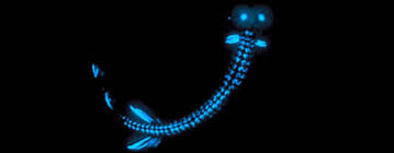 bioluminescent是什么意思