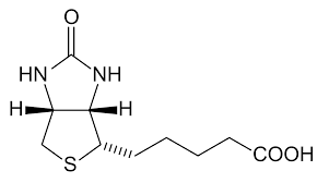 biotin是什么意思