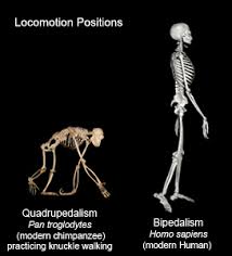 bipedalism是什么意思