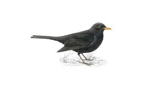 blackbird是什么意思