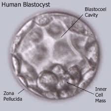 blastocyst是什么意思