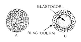 blastula是什么意思