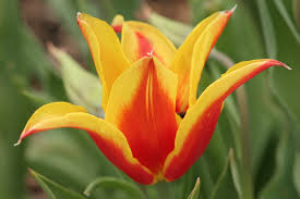 blooming是什么意思