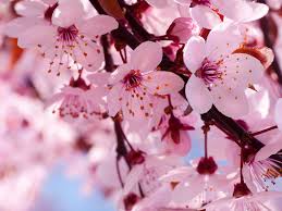 blossom是什么意思