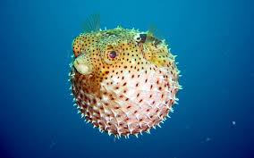 blowfish是什么意思