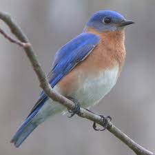 bluebird是什么意思