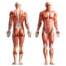 body是什么意思