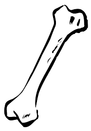 bone是什么意思