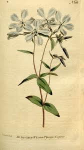 botanical是什么意思