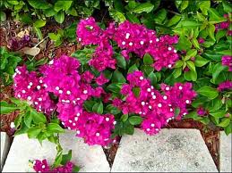 bougainvillaea是什么意思