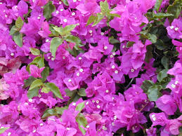 bougainvillea是什么意思