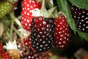 boysenberry是什么意思