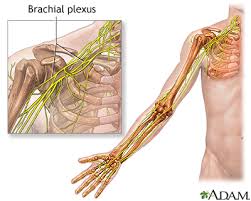 brachial是什么意思