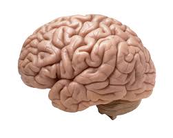 brain是什么意思