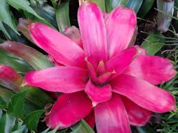 bromeliad是什么意思