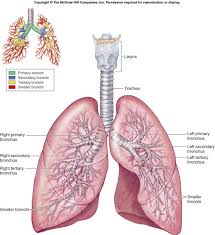 bronchial是什么意思
