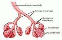bronchiole是什么意思