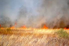 brushfire是什么意思