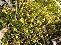 bryophyte是什么意思
