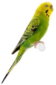 budgie是什么意思