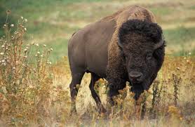 buffalo是什么意思