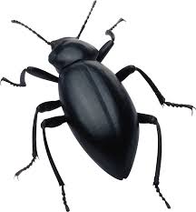 bug是什么意思