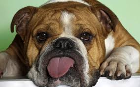 bulldog是什么意思