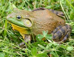 bullfrog是什么意思