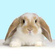 bunny是什么意思
