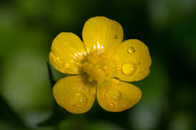 buttercup是什么意思