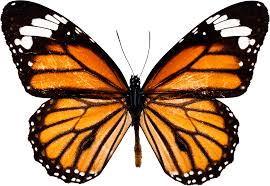 butterfly是什么意思
