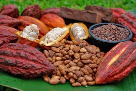 cacao是什么意思